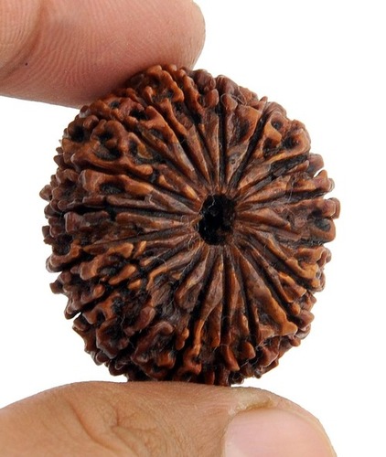 18 Mukhi Certified Holy Rudraksha Bead From Nepal