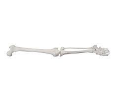 Life Size Lower Extremity - PVC Life Size, Left/Right, Wire Mounted | Model KA+XC-122