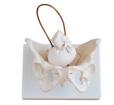 Birth Demonstration Model