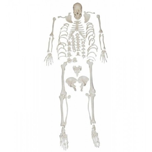 Disarticulated Skeleton with Skull