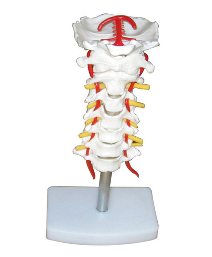 Cervical Vertebral Column with Neck Artery, Occipital, Herniated Disc and Nerves - PVC Plastic, On Stand | 7 Cervical Vertebrae, Intervertebral Discs, Cervical Nerves, Vertebral Arteries, Spinal Cord, Occipital Plate