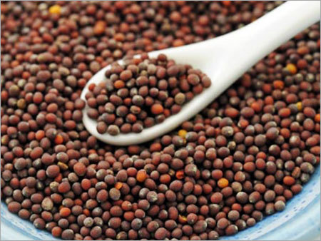 Mustard Seed / Rape Seed