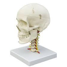 Skull with Cervical Spine - Life Size PVC Plastic, Mounted on Stand | Flexible Mount, Hind Brain, Spinal Cord, Cervical Nerves, Vertebral and Basilar Arteries
