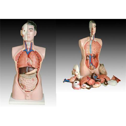 85CM Male Torso19 Parts