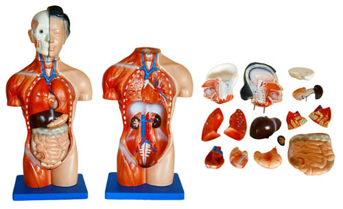 42 CM FemaleTorso 15 Parts