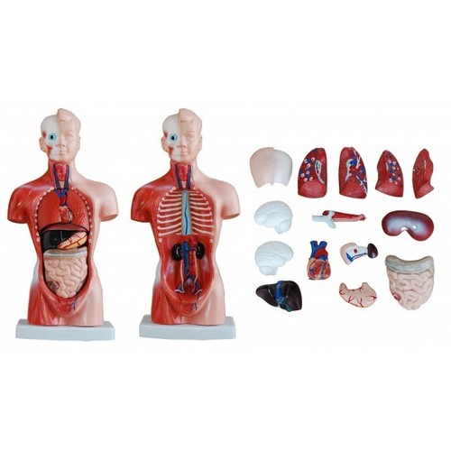 26 CM Torso 15 Parts - Educational Model, Detailed Anatomy, Includes Brain, Heart, Lung, Intestine