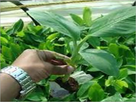 Coco Peat Powder