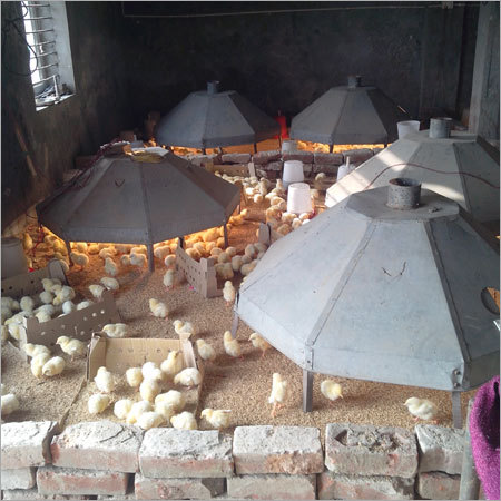 Best Poultry Farming