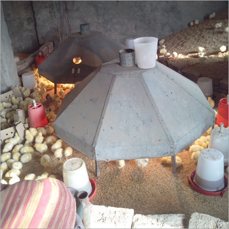 Chicken Farming