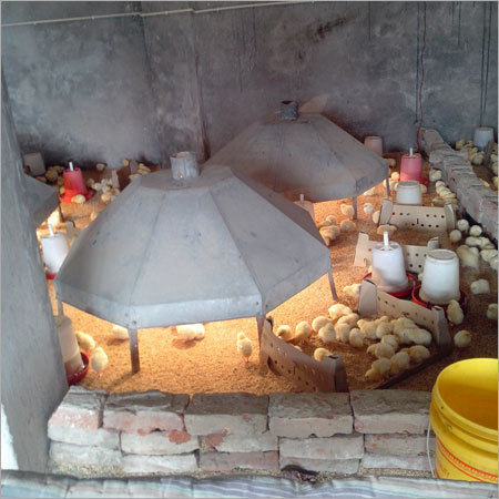 Poultry Broiler Farming