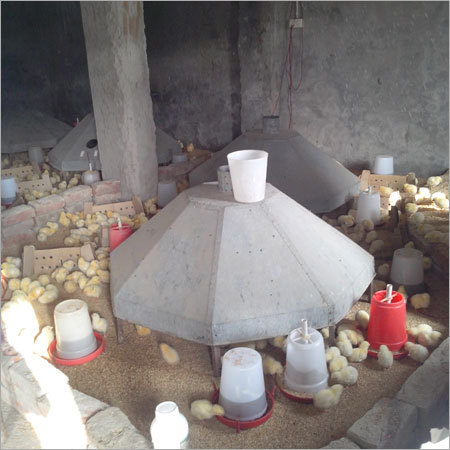 Broiler Farming