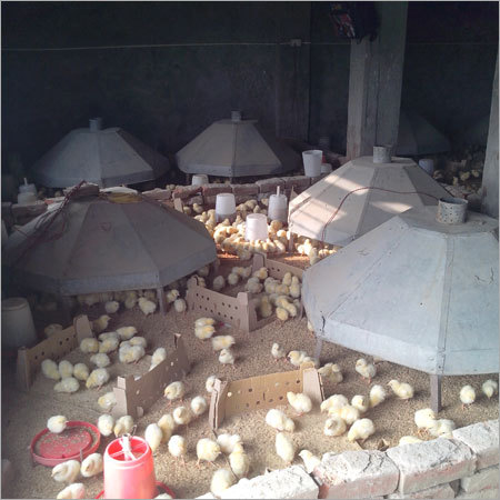 Best Broiler Farming