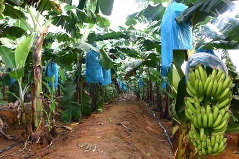 Spunbond Non Woven Fabrics