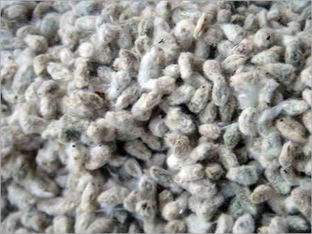 Cotton Seed