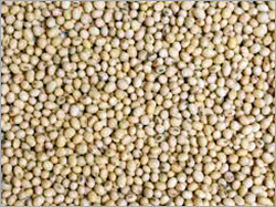 Sorghum Seeds