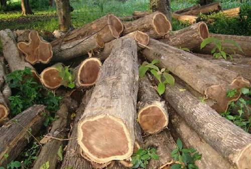 Teak wood Logs