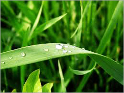 Davana Essential Oil