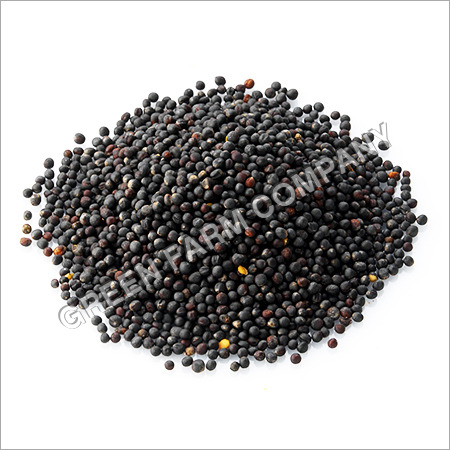 Rapaseed Seed