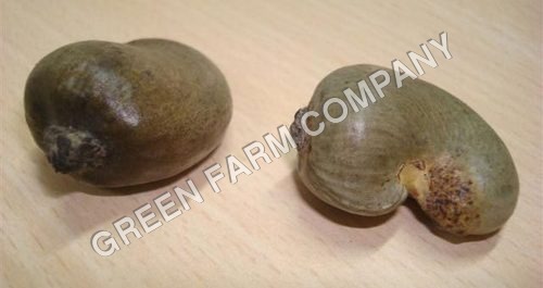 Raw Cashew Nuts - Organic