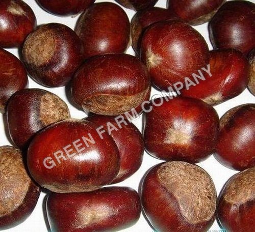 Fresh china chestnut