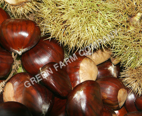 Chestnut - Hard Shell, Variable Size, Brown | Sweet Taste, Firm Texture, Nutritious, Versatile, Sustainable, High Yield