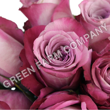 Fresh cut rose