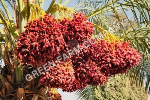 Date palm