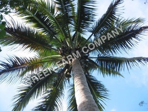 Coconut trees