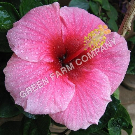 Hibiscus flower