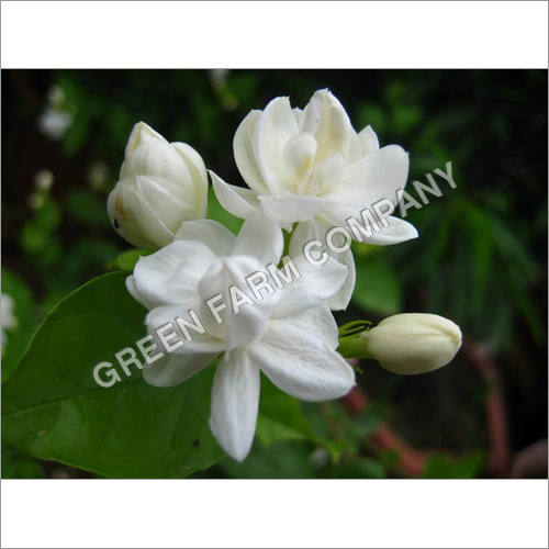 Jasmine flower