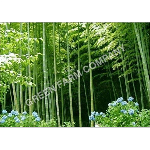 Moso bamboo small & big plants
