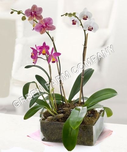 Orchid plants