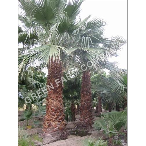 Washingtonia trees and plants