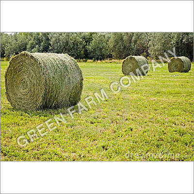 Alfalfa hay bales