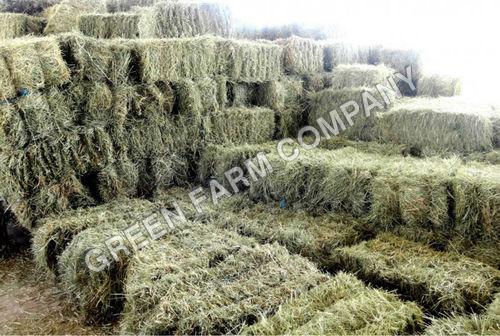Rhodes grass hay