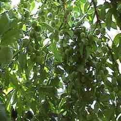 MIX MICRONUTRIENTS