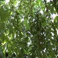 MIX MICRONUTRIENTS