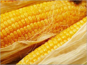Yellow Maize