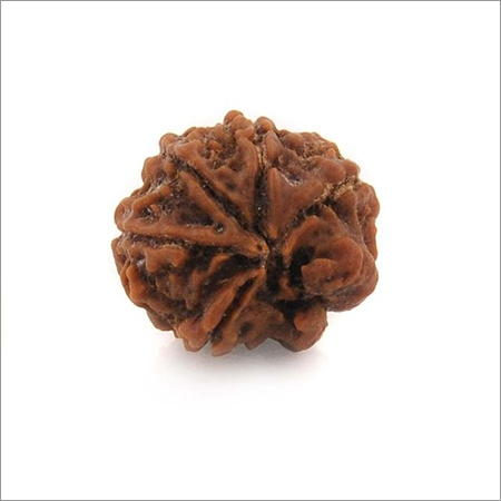 Rare Rudraksha Seeds