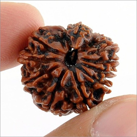 Original Nag Savar Rudraksha In India
