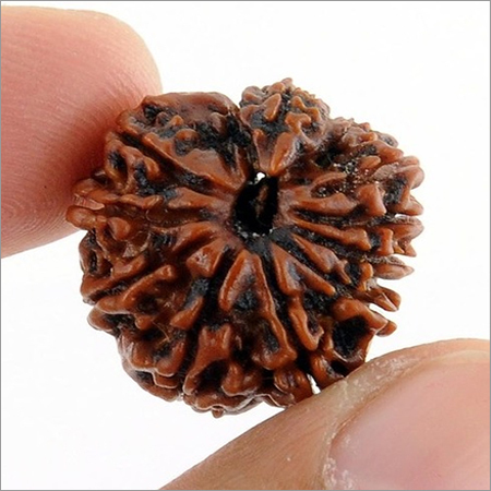 Rare Rudraksha Seeds