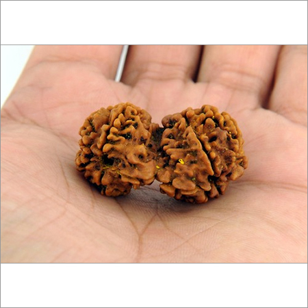Natural Gauri Shankar Rudraksha
