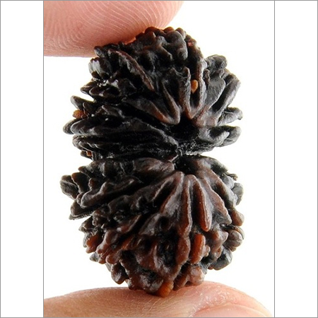 Lab Certified Premium Grade Gauri Shankar Rudraksh