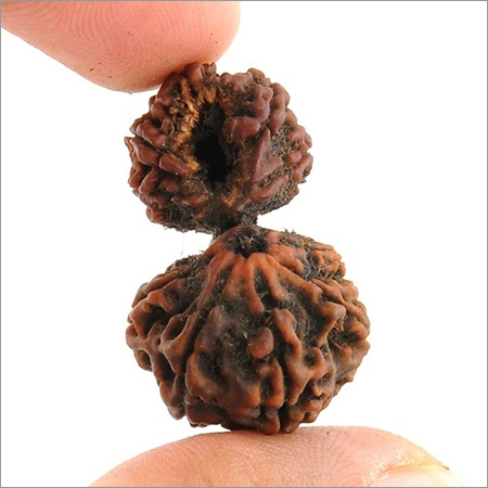 Certified Gauri Shankar Rudraksha - 30x20x7mm Oval 10 Mukhi, Natural Rudraksha | Spiritual Power, Prosperity, Protection, Good Nature
