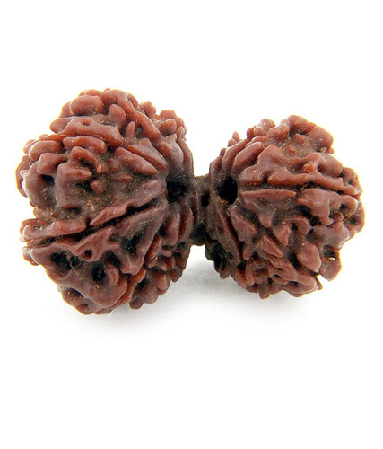 13 Mukhi Gauri Shankar Rudraksha In Kolkata