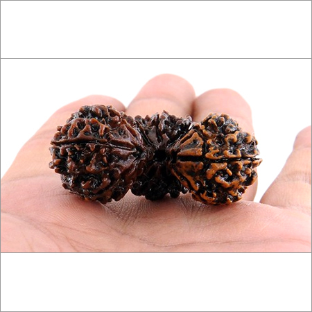 Trijuti Rudraksha Nepali Rudraksha - Rudraksha Seed, Brown, Three Beads | Spiritual Power, Mind Enhancement, Leadership Tool