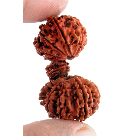 Rare Rudraksha Seeds