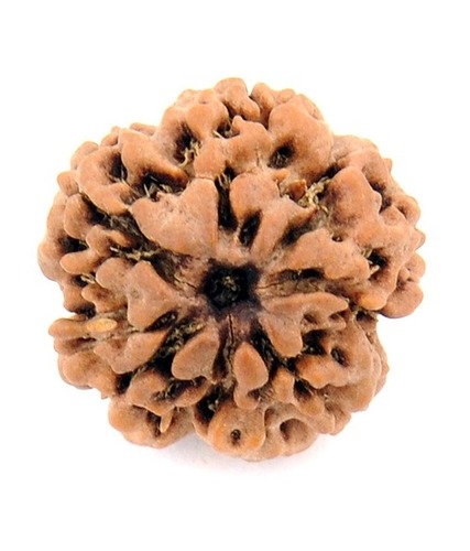 Nine Mukhi Rudraksha In Mumbai