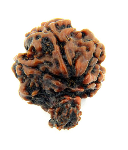 Rare Rudraksha Seeds