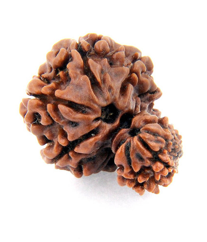 Ten Mukhi Garbh Gauri Rudraksha